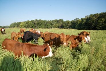 Grass finished Meats