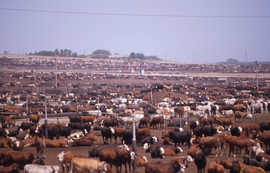 Inhumane Practices of Commercial Livestock Farms