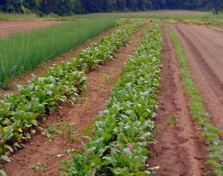 vegetable garden design