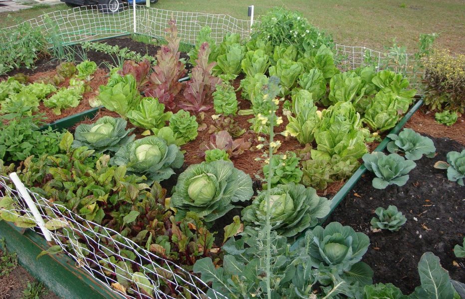 Proper Vegetable Garden Design