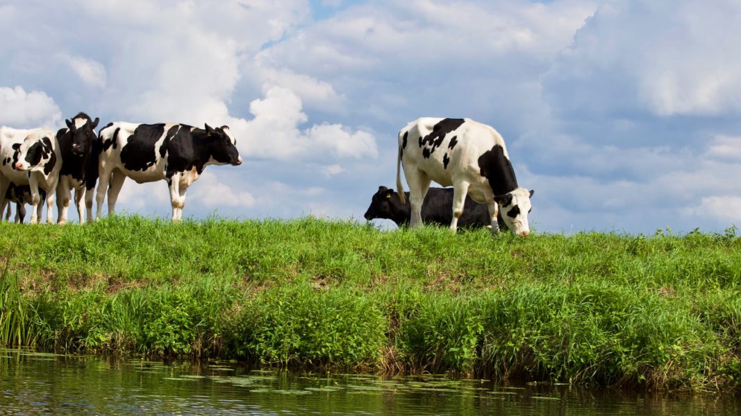 Organic Milk and Beef shares