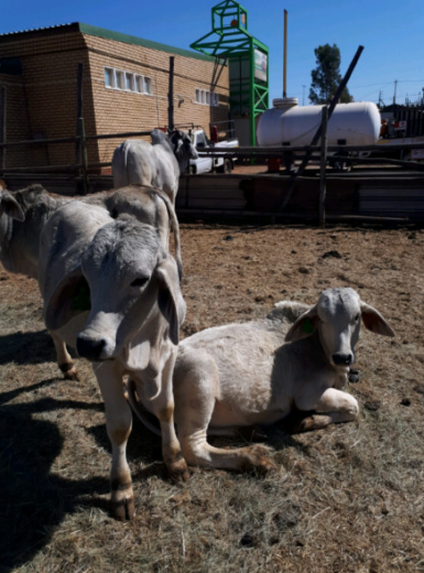 Livestock, Poultry, Frozen Chicken, Ostrich, Pigs & Animal Feed For Sale Whatsapp +27631521991
