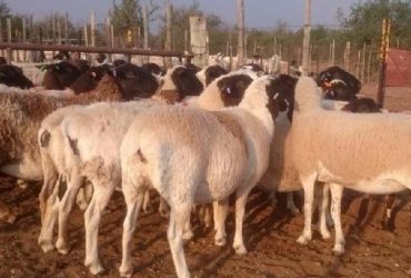 BOER GOATS AND MERINO SHEEP FOR SALE