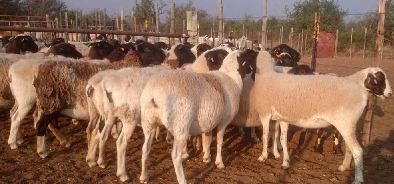 BOER GOATS AND MERINO SHEEP FOR SALE