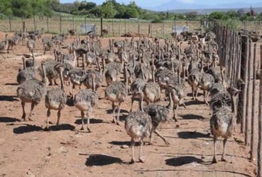 OSTRICH CHICKS AND THE FRESH FERTILE EGGS FOR SALE