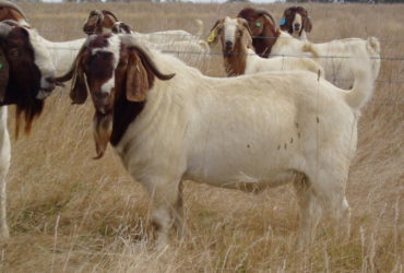 Boer Goats for sale