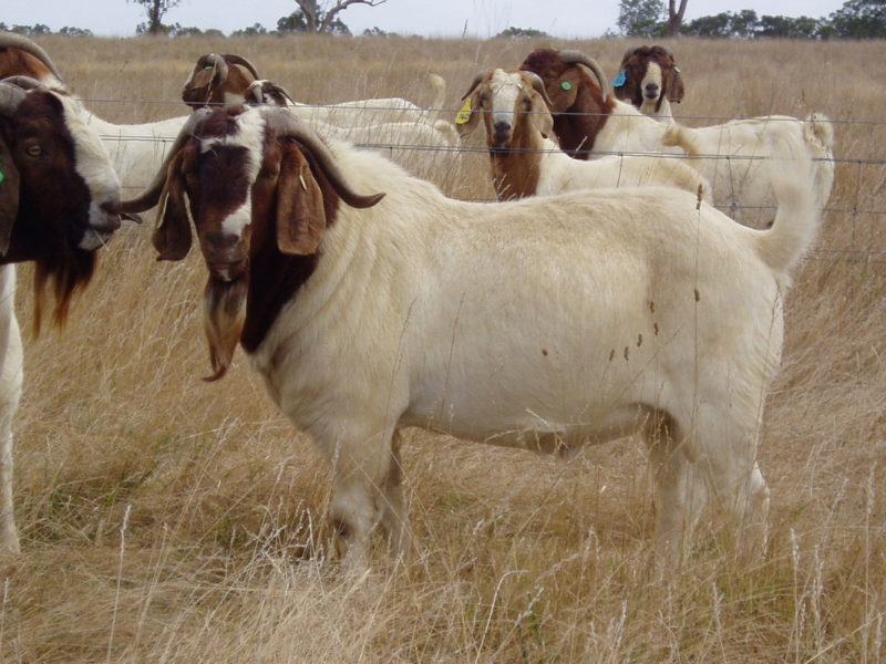 Boer Goats for sale - National CSA Directory