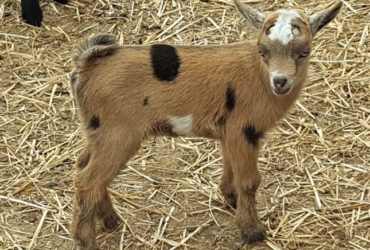 Registered Nigerian Goat herd for sale