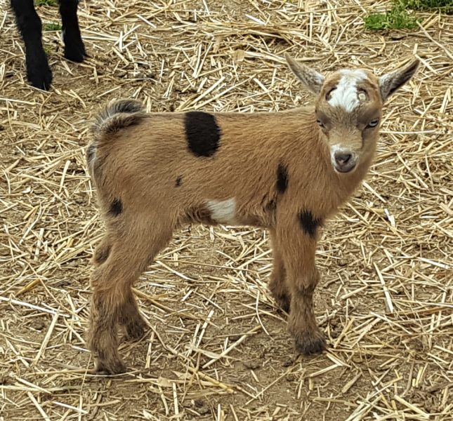 Registered Nigerian Goat herd for sale