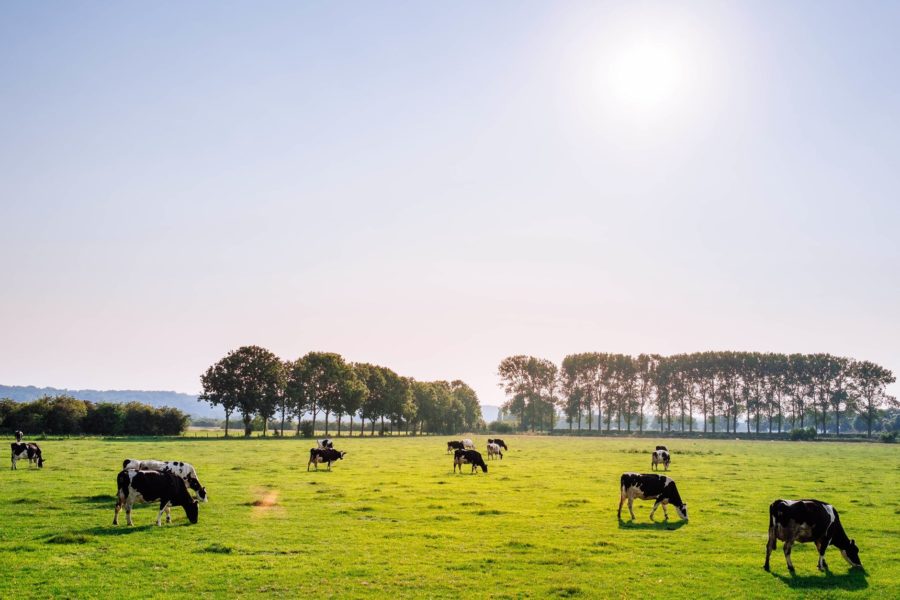 Eating Locally Raised Meat