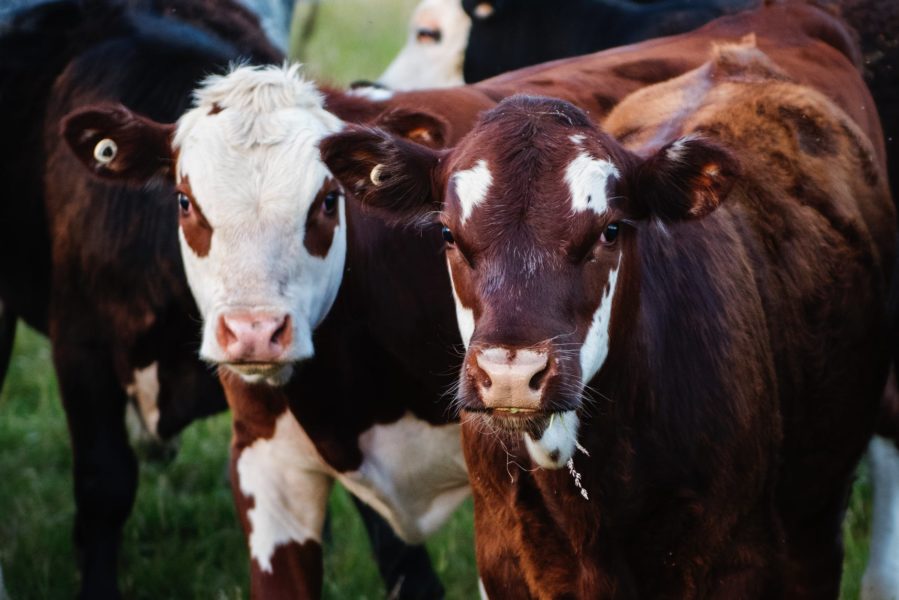 Organic meat farms near me