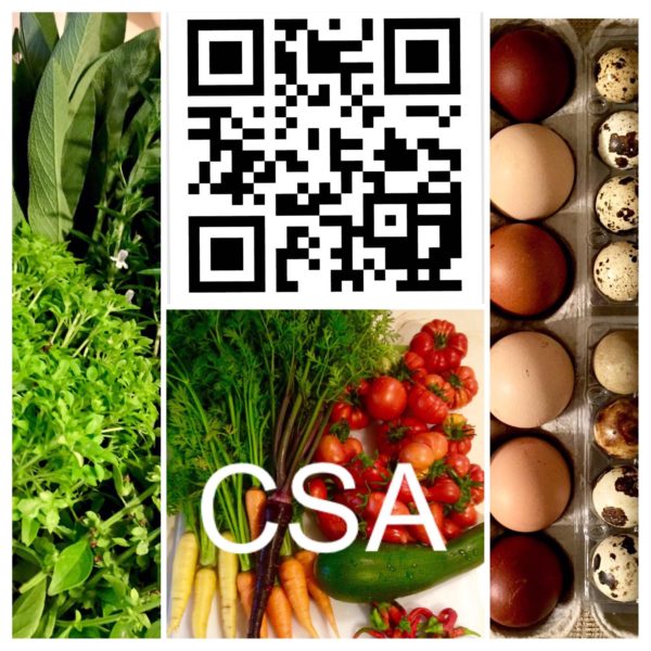 CSA shares available