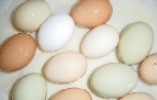 Organic Fed Chicken Eggs