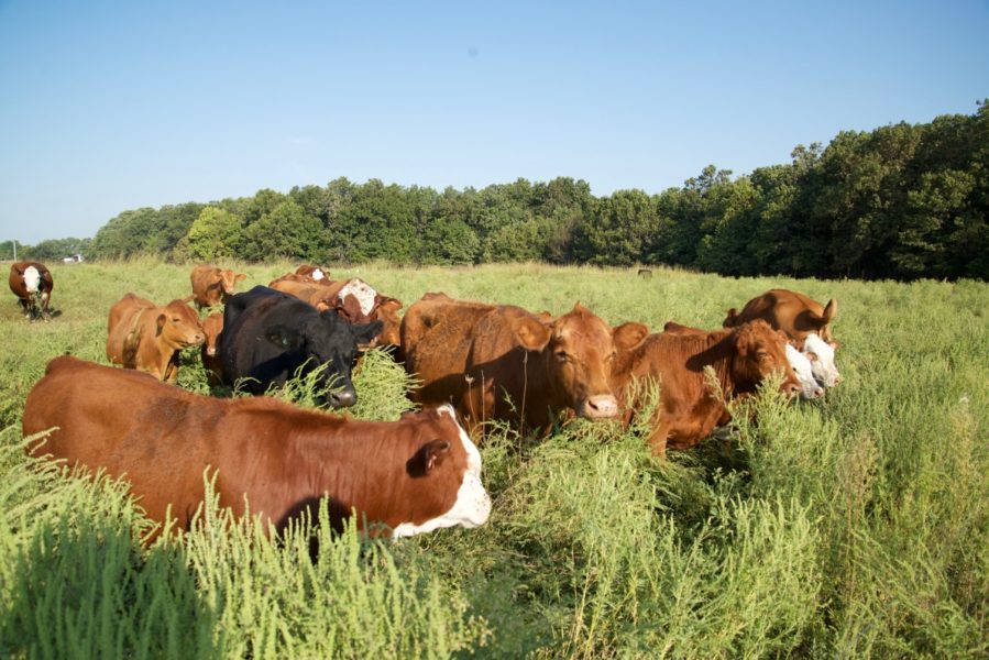 4th of July Sale on Grass finished meats