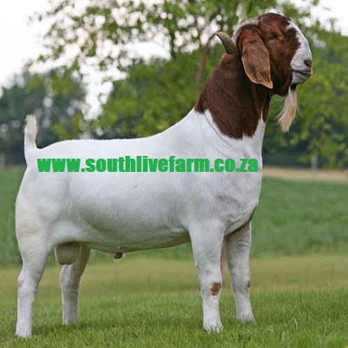 Boer Goat, Kalahari Red Goat,