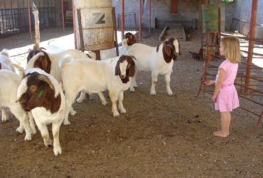 Boer Goat, Kalahari Red Goat,