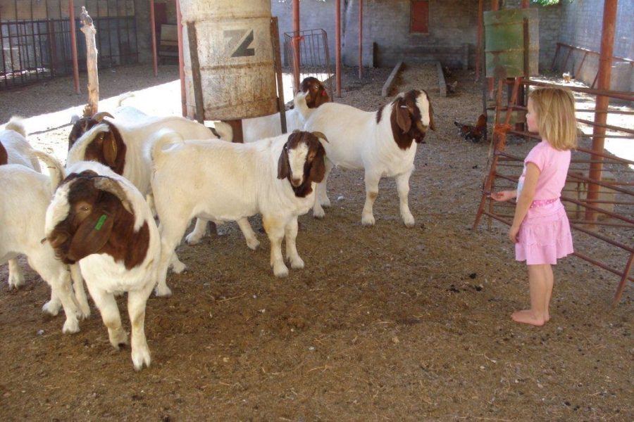 Boer Goat, Kalahari Red Goat,