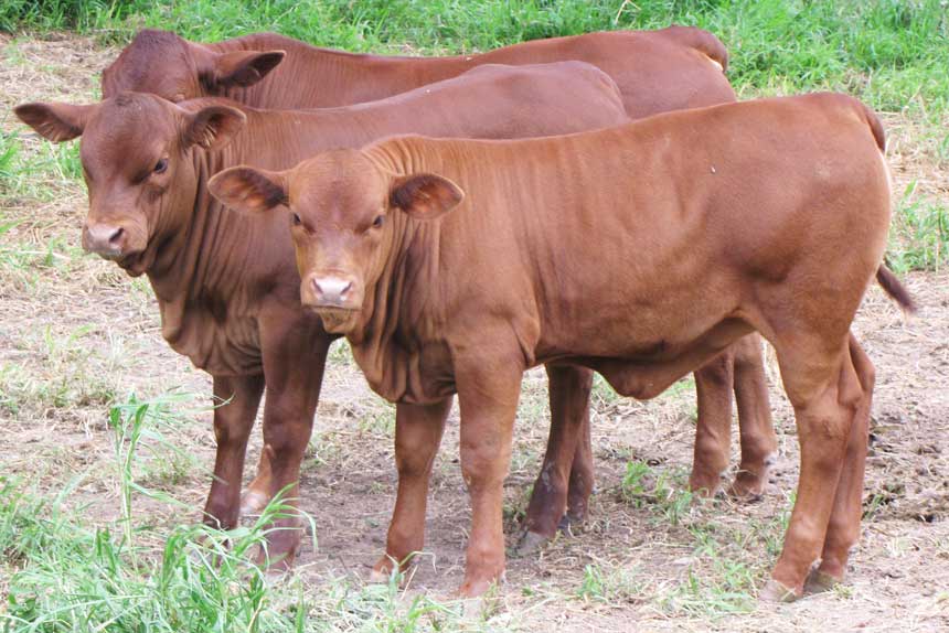 Boer Goat, Kalahari Red Goat,