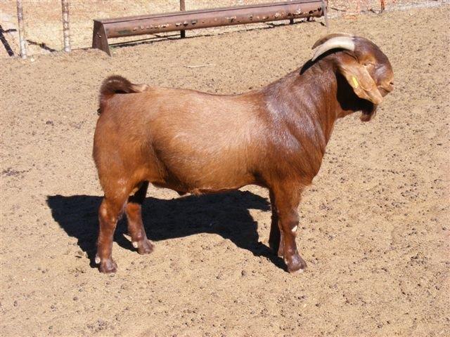 Boer Goat, Kalahari Red Goat,