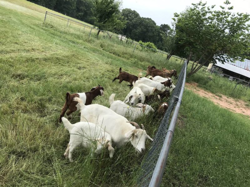 Dairy & beef goats for sale whatsapp +27734531381 - National CSA Directory