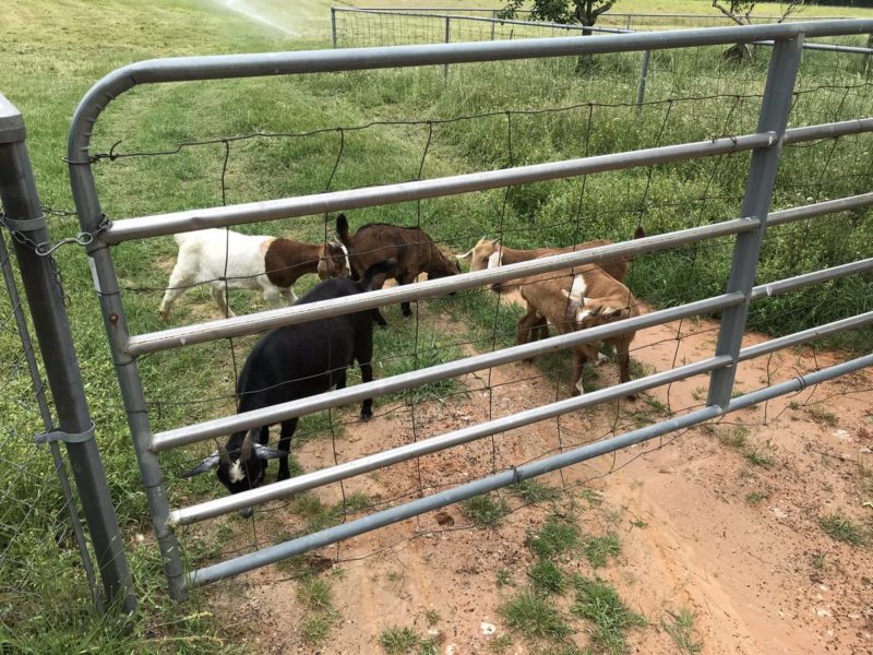 Dairy & beef goats for sale whatsapp +27734531381 - National CSA Directory