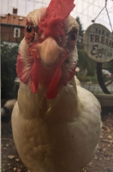 Farm Fresh Organic  Eggs in Fairhaven