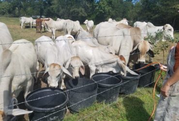 Holstein and brahman Cattle and calves for sale