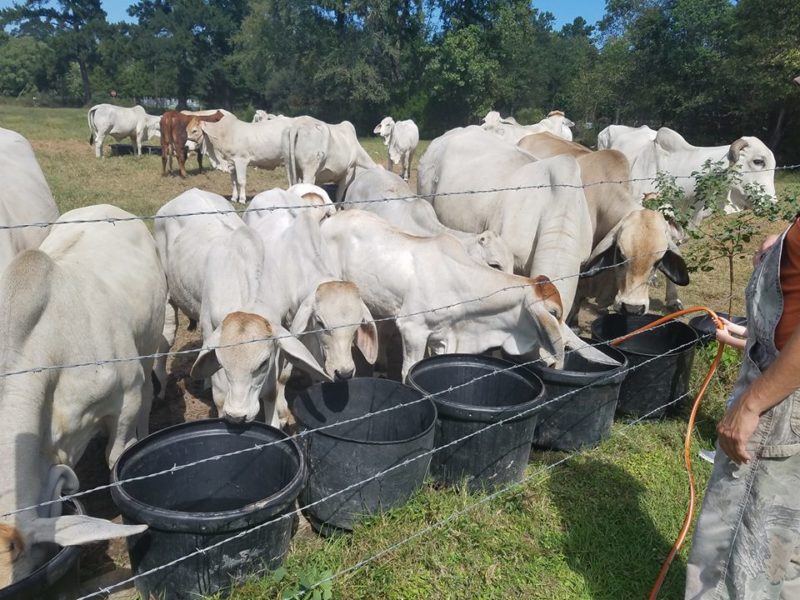 Holstein and brahman Cattle and calves for sale