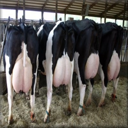 Holstein and brahman Cattle and calves for sale