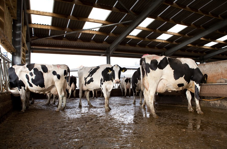 Healthy Brahman Cattle, Bonsmara Cattle, Holstein Friesian Cattle, Jersey Cattle, Nguni Cattle and Calves