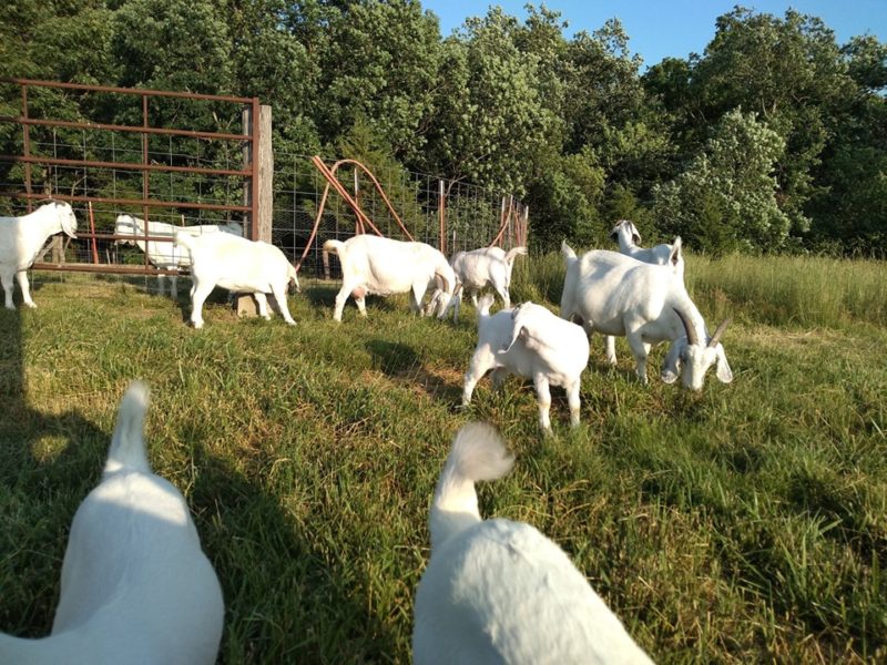 Boer Goats, Kalahari Red Goats and Savanna Goats - Call Whatsapp 27810876009 - National CSA ...