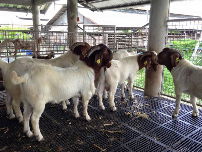 Boer Goats, Kalahari Red Goats and Savanna Goats - Call Whatsapp 27810876009 - National CSA ...