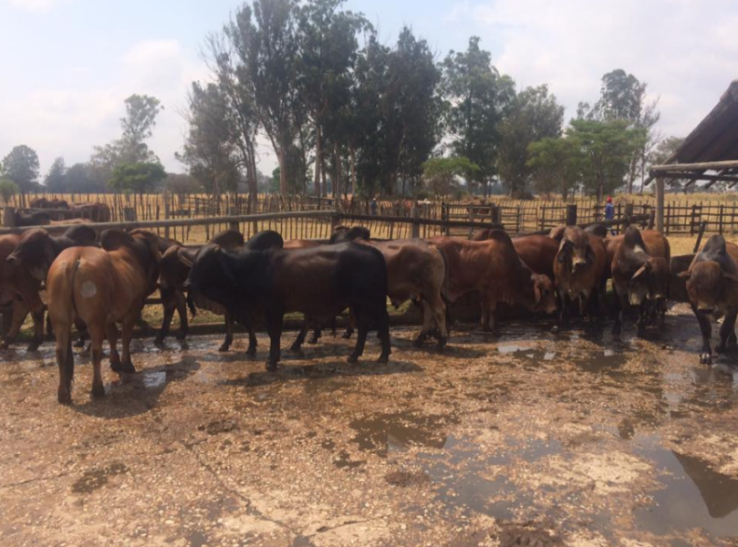 Healthy Brahman Cattle, Bonsmara Cattle, Holstein Friesian Cattle, Jersey Cattle, Nguni Cattle and Calves