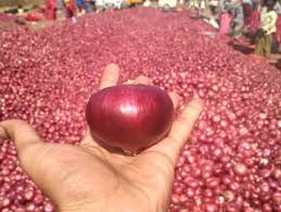 A Grade – Onions, Gingers, Garlics & Coconuts (WholeSale and Retail Business)