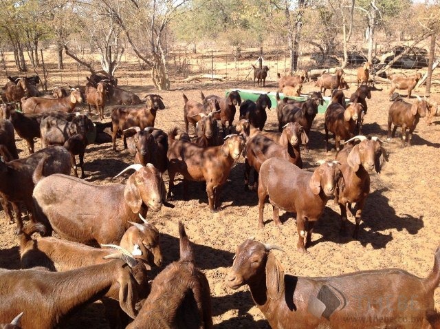 Boer Goats, Kalahari Red Goats and Savanna Goats – Call Whatsapp 27810876009