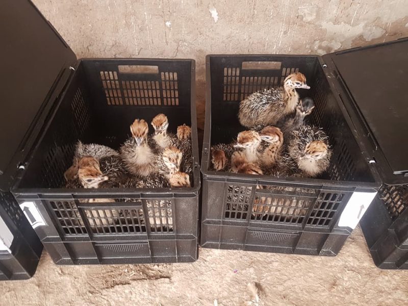 Black Neck Ostrich Chicks and Eggs, Point Of Lay Hens and Table Eggs Call Whatsapp 27810876009