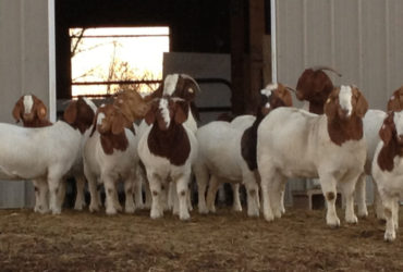 BOER GOATS FOR SALE WHATSAPP ME @ 0656616893