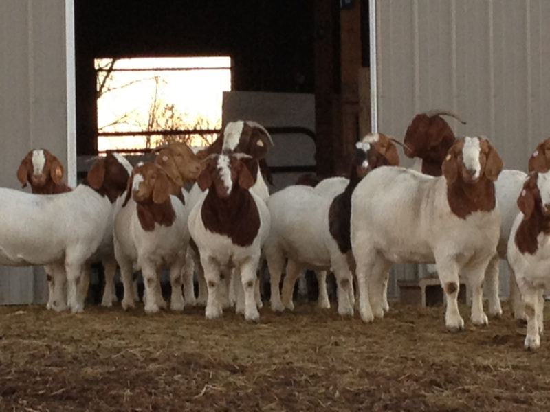 BOER GOATS FOR SALE WHATSAPP ME @ 0656616893 - National CSA Directory