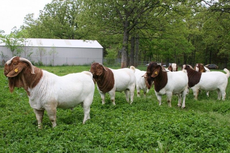 BOER GOATS FOR SALE WHATSAPP ME @ 0656616893 - National CSA Directory