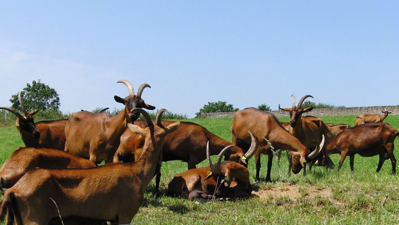 We have Boer Goats , Kalahari Red  Goats ,Ostrich, 