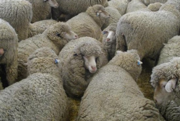 Merino sheep for sale