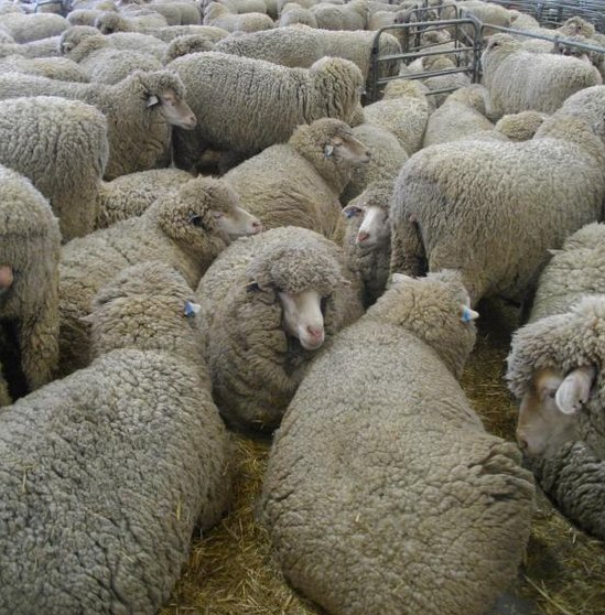 Merino sheep for sale