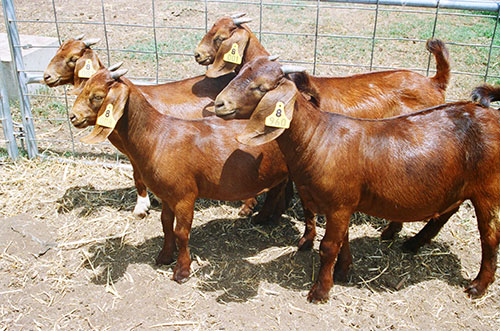 We have Boer Goats , Kalahari Red  Goats ,Ostrich, 