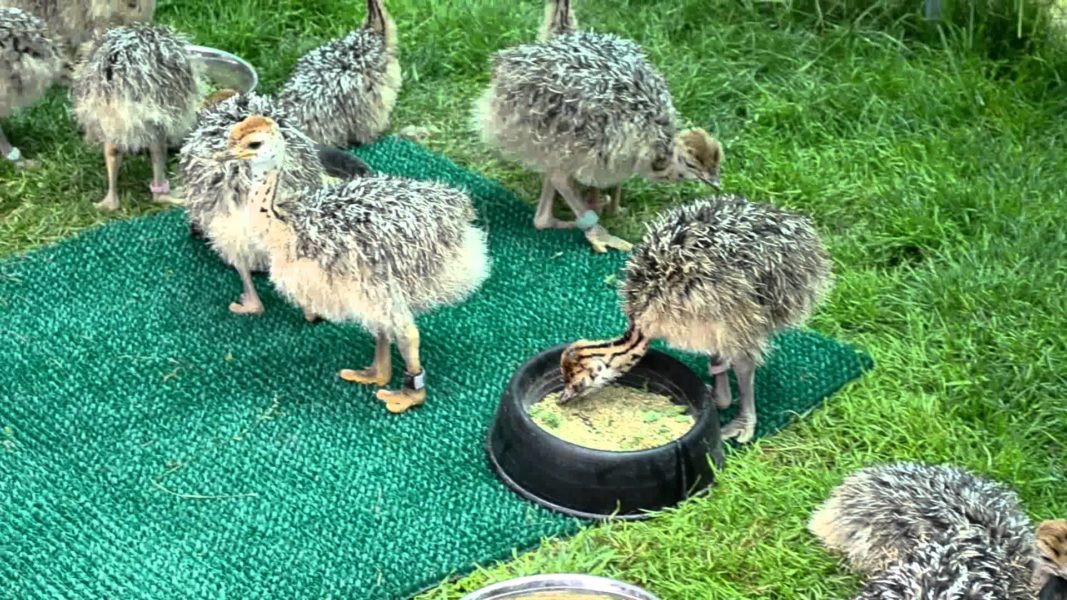 ostrich chicks and fertile ostrich eggs for sale 2 to 3 months old