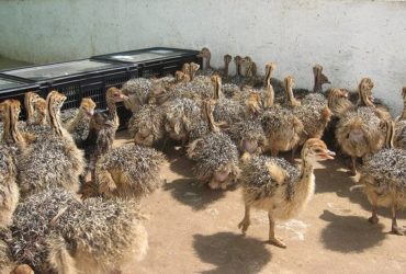 ostrich chicks and fertile ostrich eggs for sale 2 to 3 months old