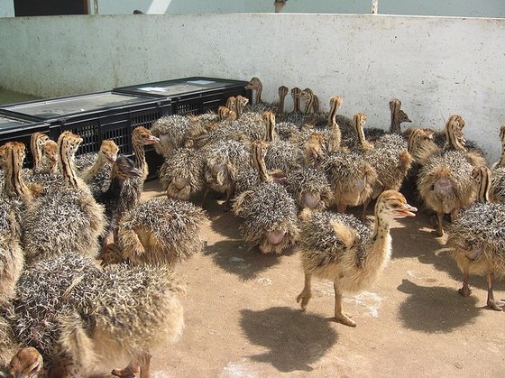 ostrich chicks and fertile ostrich eggs for sale 2 to 3 months old