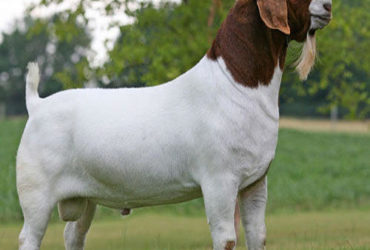 We have Boer Goats , Kalahari Red  Goats ,Ostrich, 