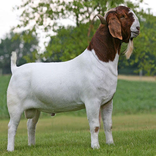 We have Boer Goats , Kalahari Red Goats ,Ostrich, - National CSA Directory