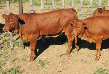 Bonsmara cattle and calves for sale