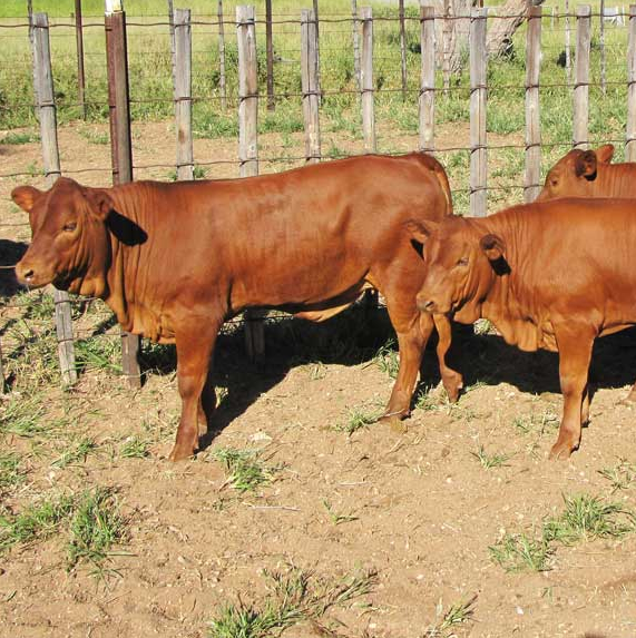 Bonsmara cattle and calves for sale